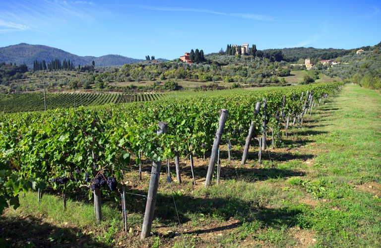 Vineyards around Torre a Cona farmhouse