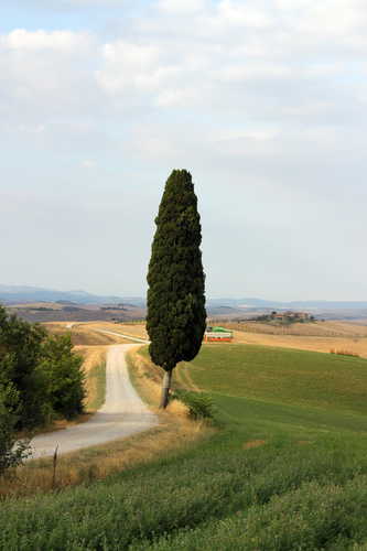 Cypress on crete senesi