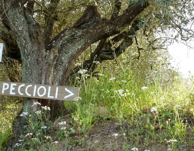 A due passi dal centro di Firenze, ma immersa nella natura di Toscana