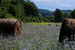 villa-poggio-di-gaville-figline-valdarno_6