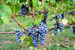 Fattoria Viticcio Rental Apartments & Vineyard: harvest time