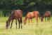 The horses of the farmhouse at Agriturismo La Selva