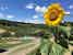 Agriturismo Casa dei Girasoli - Sunflowers in San Gimignano