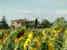 Agriturismo Casa dei Girasoli - surrounded by sunflowers