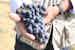 Fattoria Pagnana: grapes in Tuscany