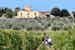      Fattoria Pagnana: vacation on a vineyard