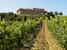 Farmhouse with vineyards in the province of Grosseto