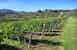 Vineyards around Torre a Cona farmhouse